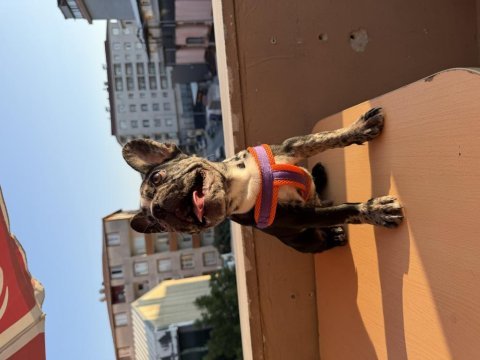 3 aylık erkek tuvalet eğitimli merle french bulldog