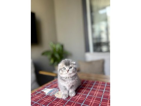 Scottısh fold ayı surat yavrularım 