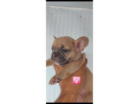 French bulldog süper anatomi