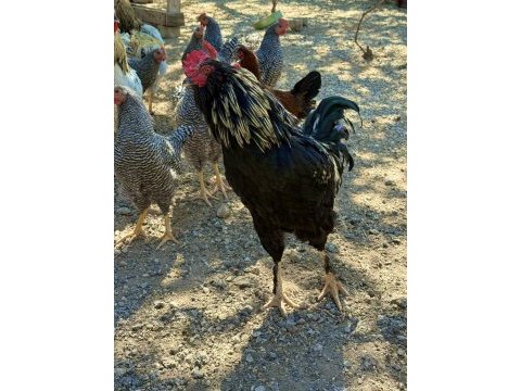 Sağlıklı genç horozlar mavici cins horozlar