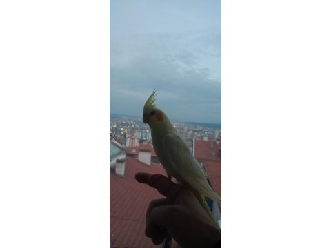 Lutino kırmızı göz sultan papağanı