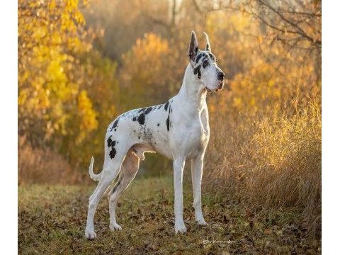 Danua great dane yavruları safkan