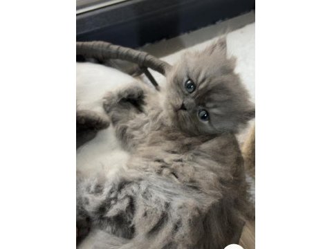 British longhair dişi kedimiz