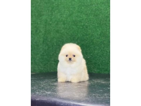 Erkek ve dişi pomeranian mevcuttur detay için mesaj