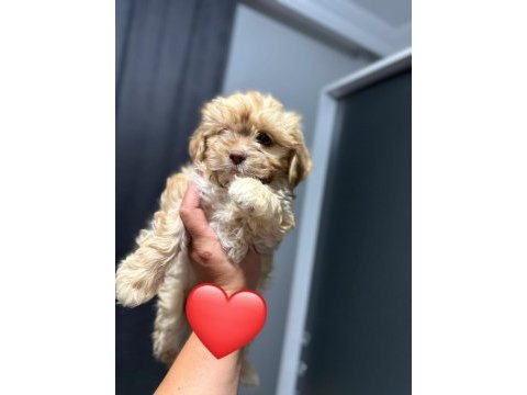 Maltipoo yavrum 55 günlük
