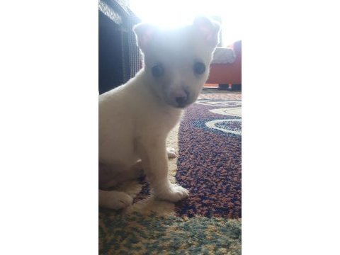 Chihuahua erkek yavru 2 aylik