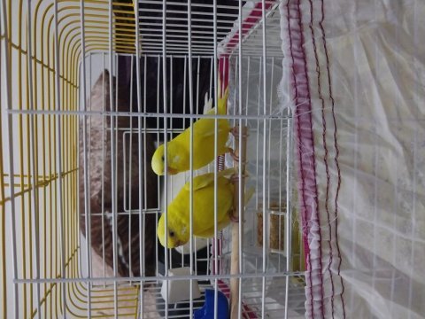 Takım albino kırmızı göz muhabbet kuşu