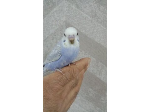 30 günlük erkek yavru muhabbet kuşu