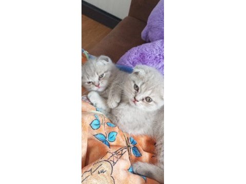Scottish fold yavru 1 aylık