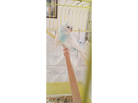 Konuşan muhabbet kuşumuz ilanda 10 kelime net