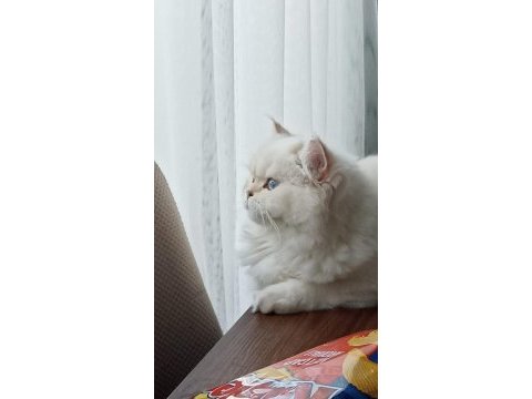 Uysal sevimli british shorthair kedimize yuva arıyoruz