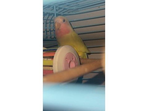 1 aylık papağanımız yeni yeme düştü