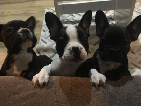 French bolldog yavruları