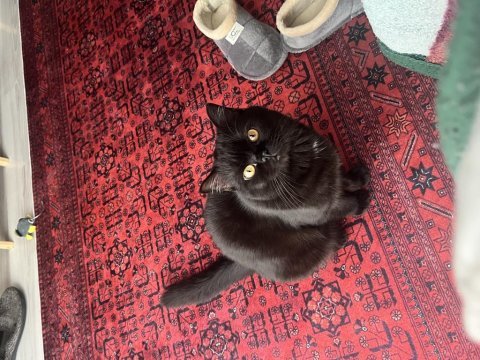 Yakışıklı british shorthair ateşimize yuva