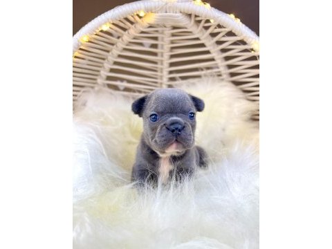 Renkli gözlü ırk garantili french bulldog yavrularım