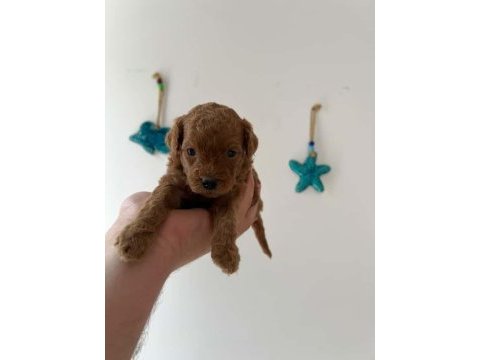 Saf kan toy poodle