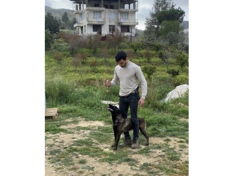 B secereli belçika malinois