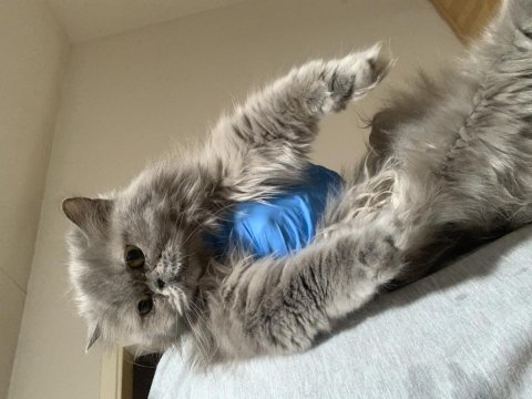 Show kalite safkan british shorthair yavrular
