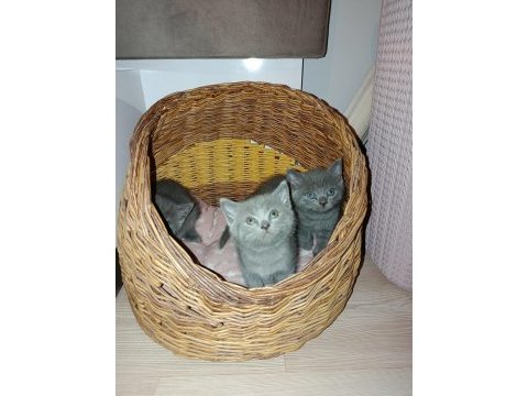 British shorthair minik yavrular
