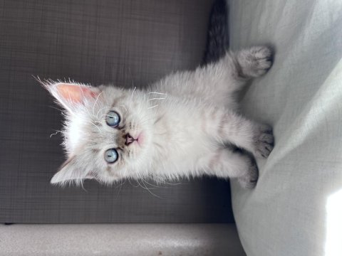 British blue point