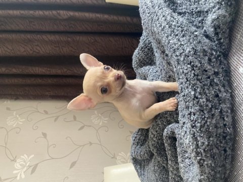 Son 3 chihuahua bebek acil