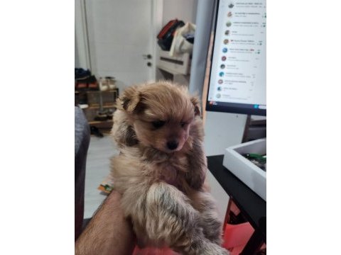 Rezerveye açık köpekler