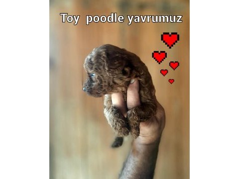 Toy poodle yavrularımız daha güzeli yok