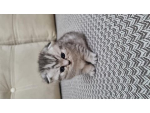 Scottish fold silver tabby