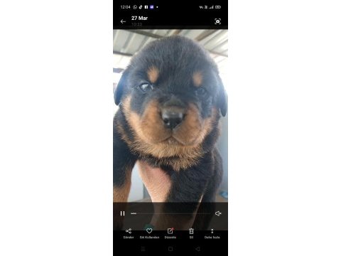 Rottweiler bebeleri