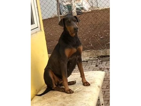A kalite heykel gibi doberman yavrular