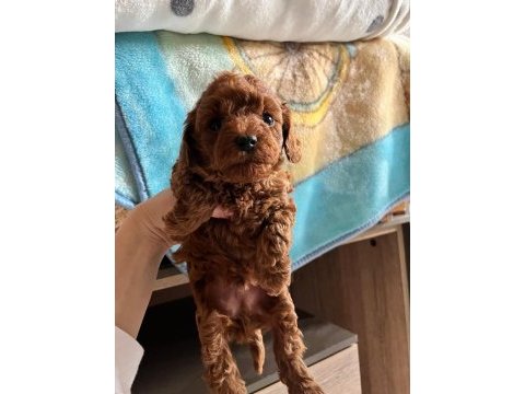 3 kilo toy poodle yavrularımız hazır