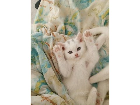 Baba ns1133 anne scottish fold