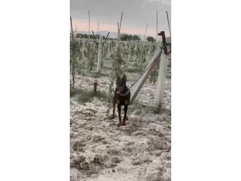 Dişi doberman 9 aylık