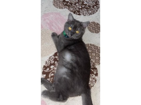 9 aylık eğitimli sahibinden british shorthair