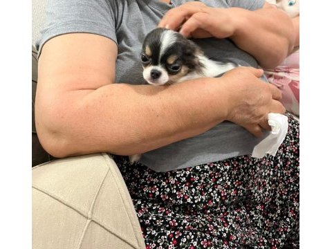 Mini boy erkek chihuahua | aşıları tam | ev üretimi