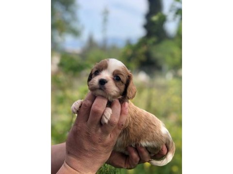 A kalite aşılı garantili cavalier king charles bebekler