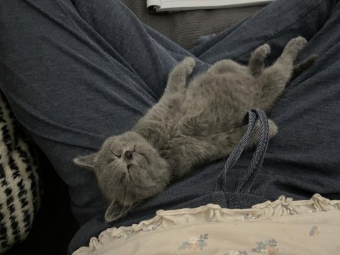 Son bir yavru british shorthair uyguna gidecektir