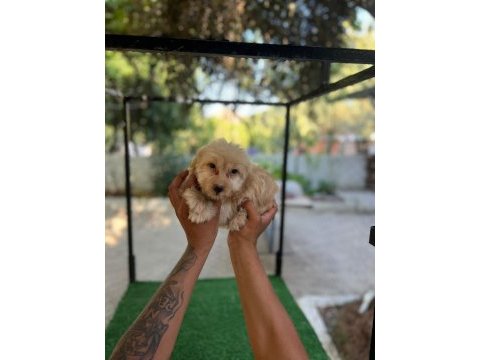 Maltipoo güzellikler mama karşılığında verilecektir