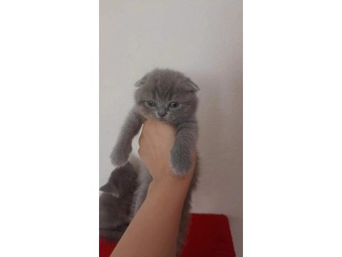 Teslime hazır bebek kedilerim