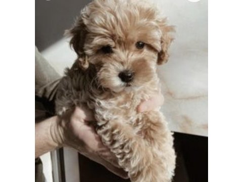 Ev doğumlu maltipoo bebekler