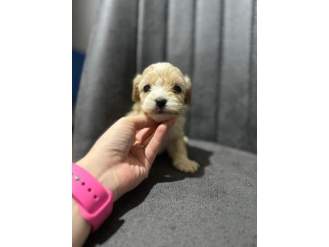 Maltipoo kapıda ödeme ve kredi kartı imkânı mevcuttur