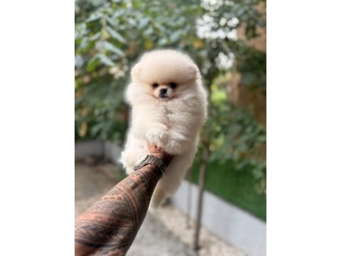 Minik pomeranian bebeklerimiz ailelerini bekliyor
