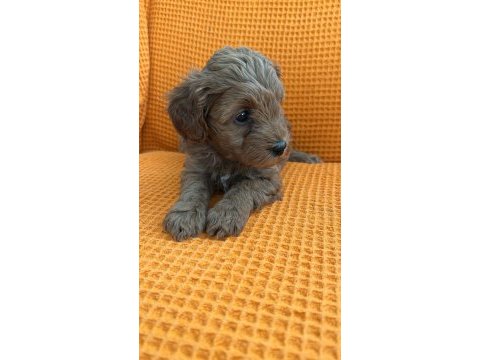 Maltipoo yavrular (4 tane mevcuttur)
