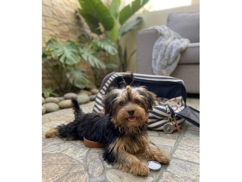 Oyuncu sevecen dişi erkek yavru köpekler