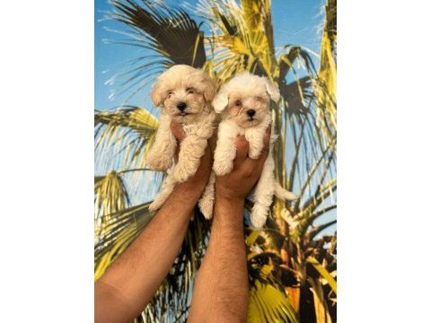 Maltipoo elma şekeri