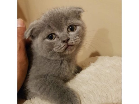 Veteriner kliniğinden safkan yavrular scottish fold