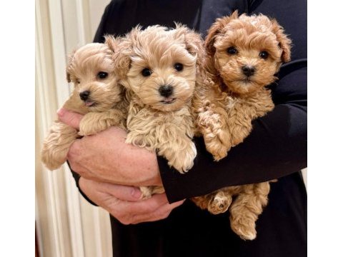 Maltipoo bebeklerimiz