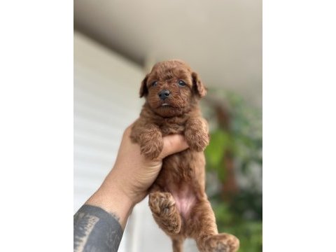 Toy poodle kore kan