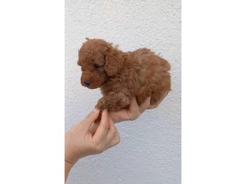 8 adet toy poodle uyguna sahiplendirilecek acil