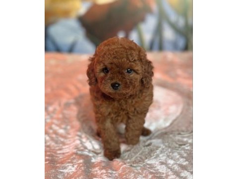 Yeni evine gitmeyi bekleyen toy poodle bebekler